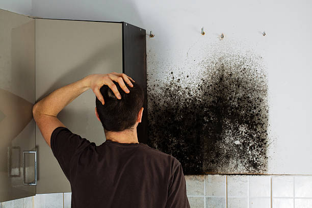 Professional Mold Removal in Lawnton, PA